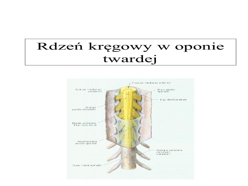 Rdzeń kręgowy w oponie twardej